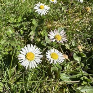 Gänseblümchen Blütenessenz