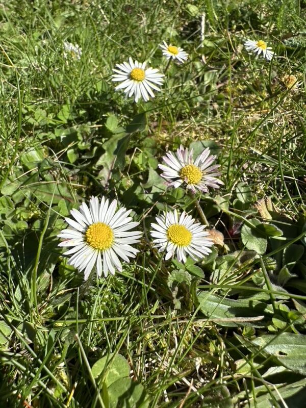 Gänseblümchen Blütenessenz