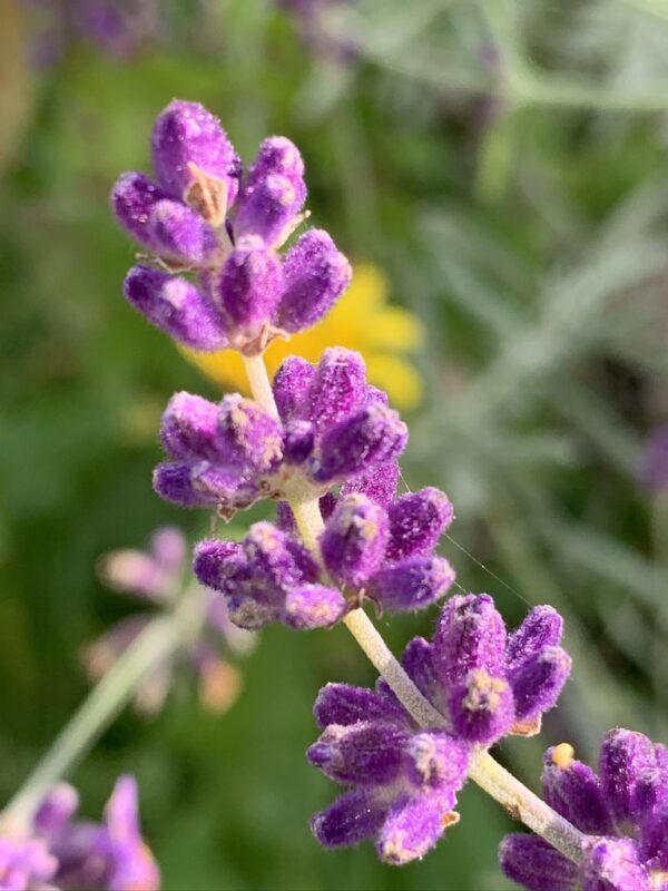 Lavendel Blütenessenz