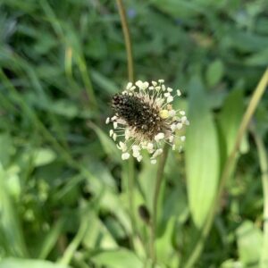 Spitzwegerich Blütenessenz