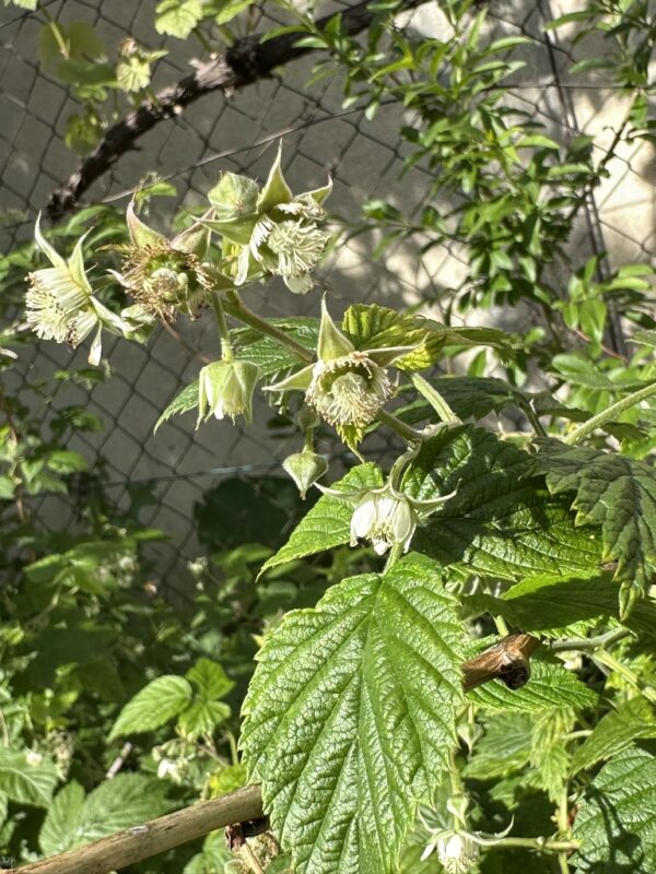 Himbeere Blütenessenz