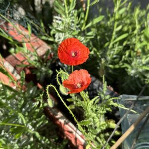 Klatschmohn Blütenessenz