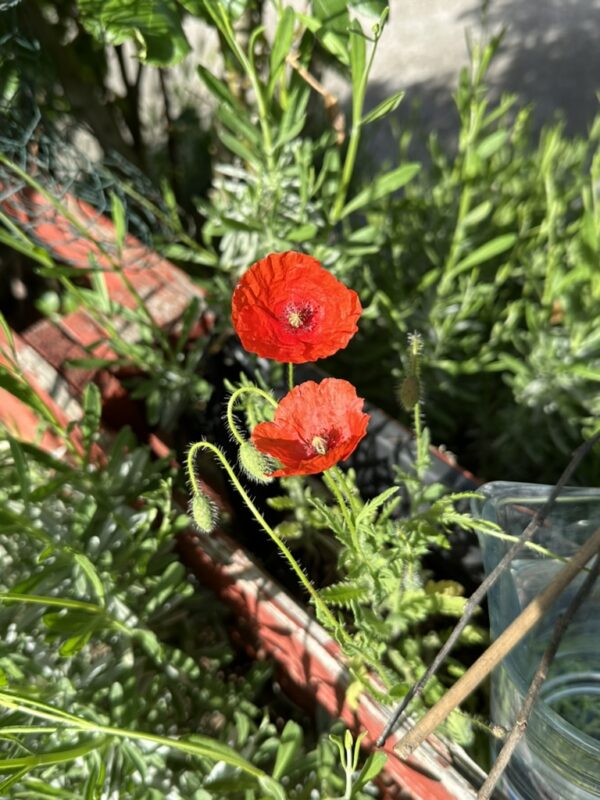 Klatschmohn Blütenessenz