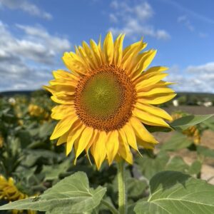 Sonnenblume Blütenessenz