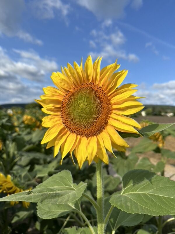 Sonnenblume Blütenessenz